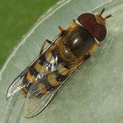 Scaeva dignota